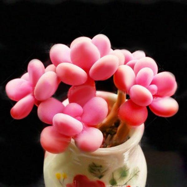 Pink Succlents Seeds DIY Plant Bonsai Potted Flowers Seeds