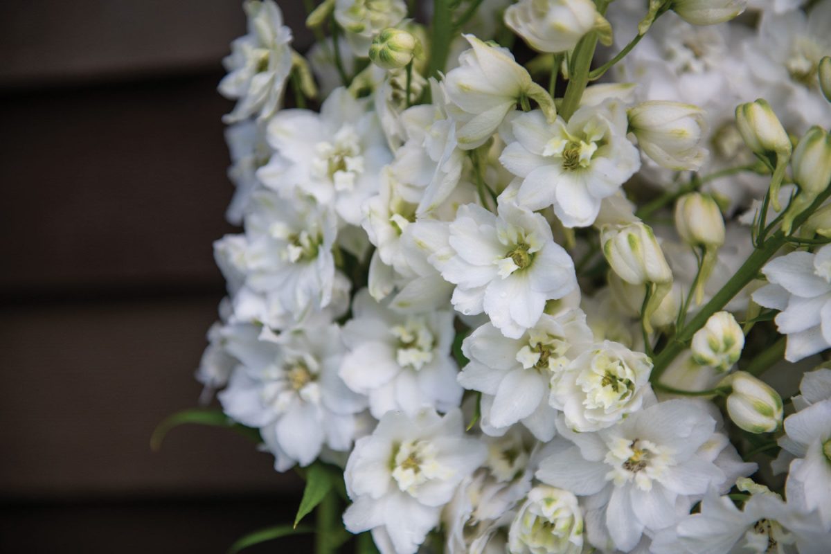 Magic Fountains Pure White – Delphinium Seed