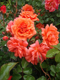 Above All Climbing Rose