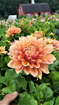 Ben Huston Dahlia