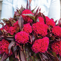 Prince Rose – Celosia Seed