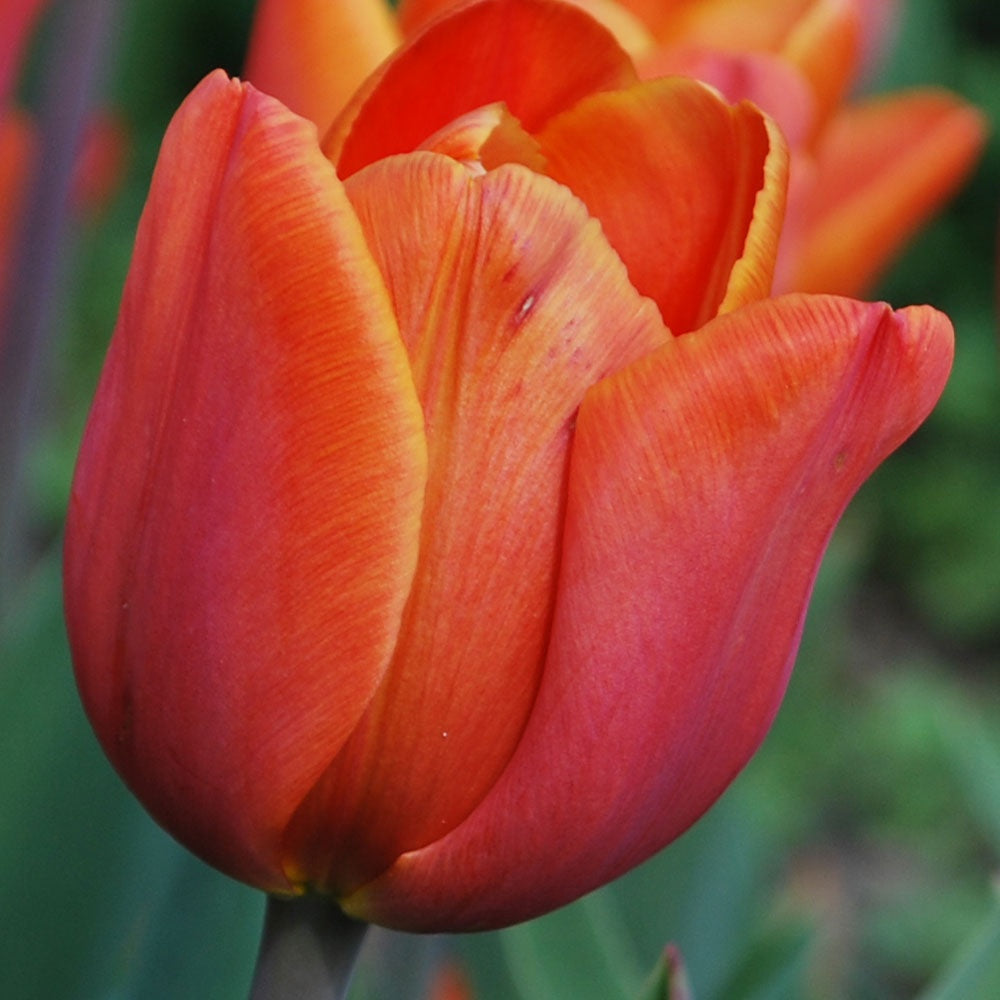 Tulip Annie Schilder Orange Bulbs