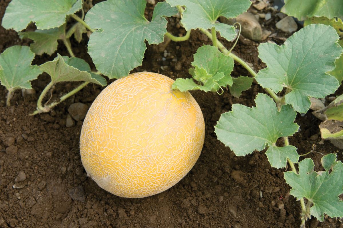 Arava – Organic Melon Seed