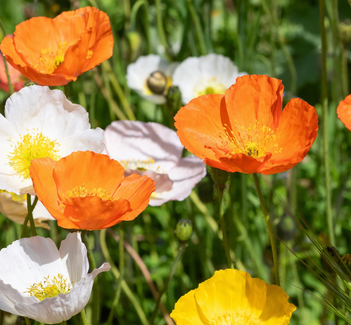 Poppy Iceland Nudicale Mixed Color Seeds