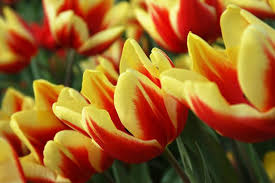 Tulip Jan Seignette Bulbs