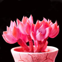 Pink Succlents Seeds DIY Plant Bonsai Potted Flowers Seeds