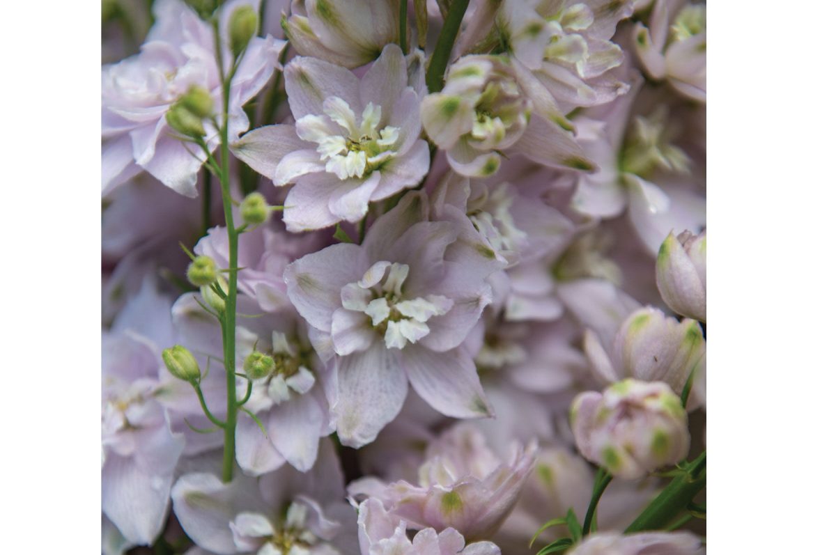 Magic Fountains Lilac Pink White Bee – Delphinium Seed