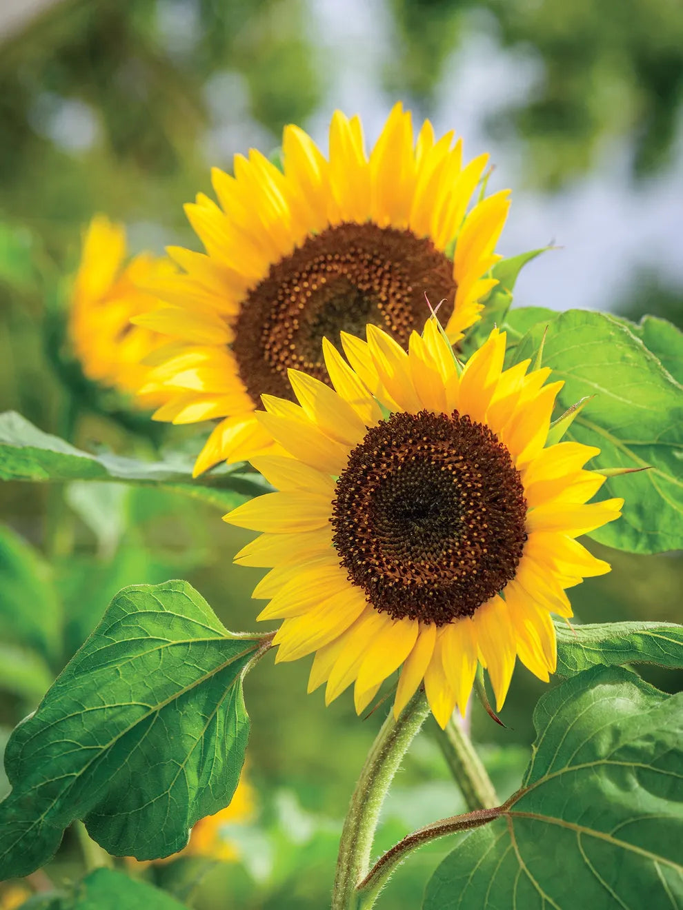 Full Sun Improved – Sunflower Seed