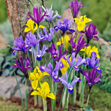 Iris Xiphium Dutch Iris Mix Color Bulb