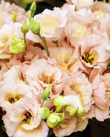 Voyage Light Apricot – Lisianthus