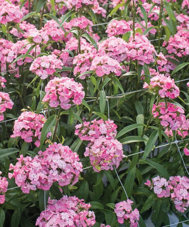 Barcelona Pink – Dianthus Seed