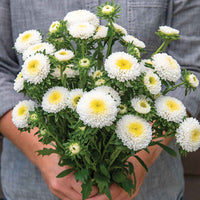 Aster- Standy Creamy White