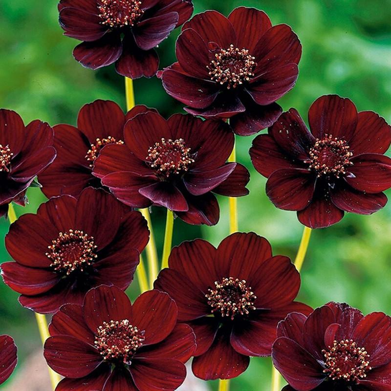 Rare Chocolate Cosmos Flower Seeds-Blooms all summer long