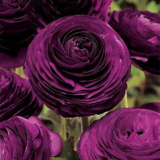 Persian Buttercup Seeds Home Garden DIY Plants Ranunculus Asiati