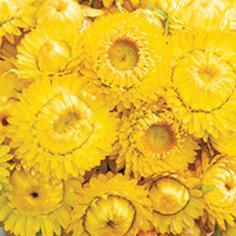 Golden Yellow – Strawflower Seed