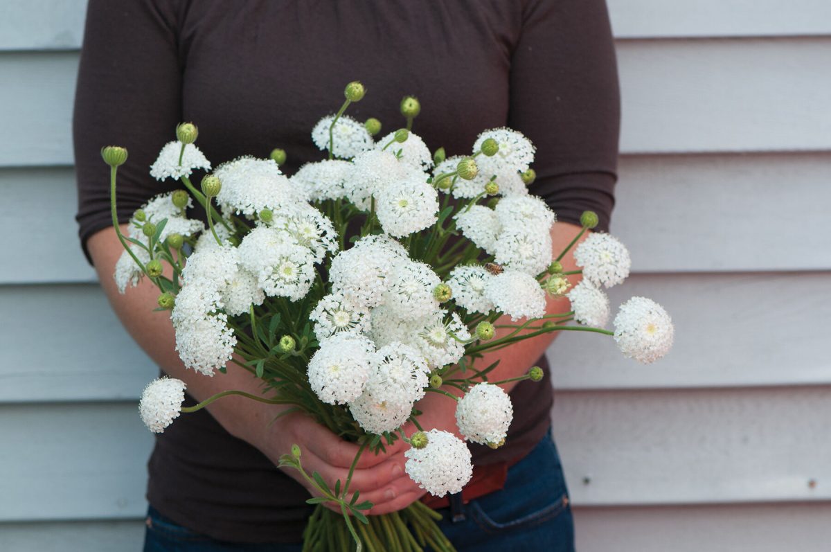 Lacy White – Organic Didiscus Seed