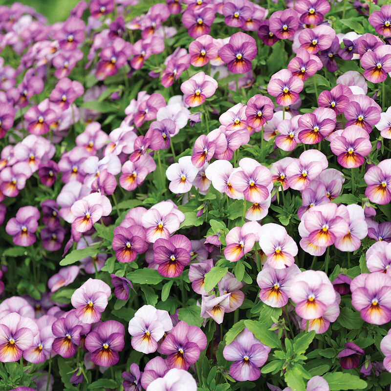 Floral Power Plum Antique – Viola Seed