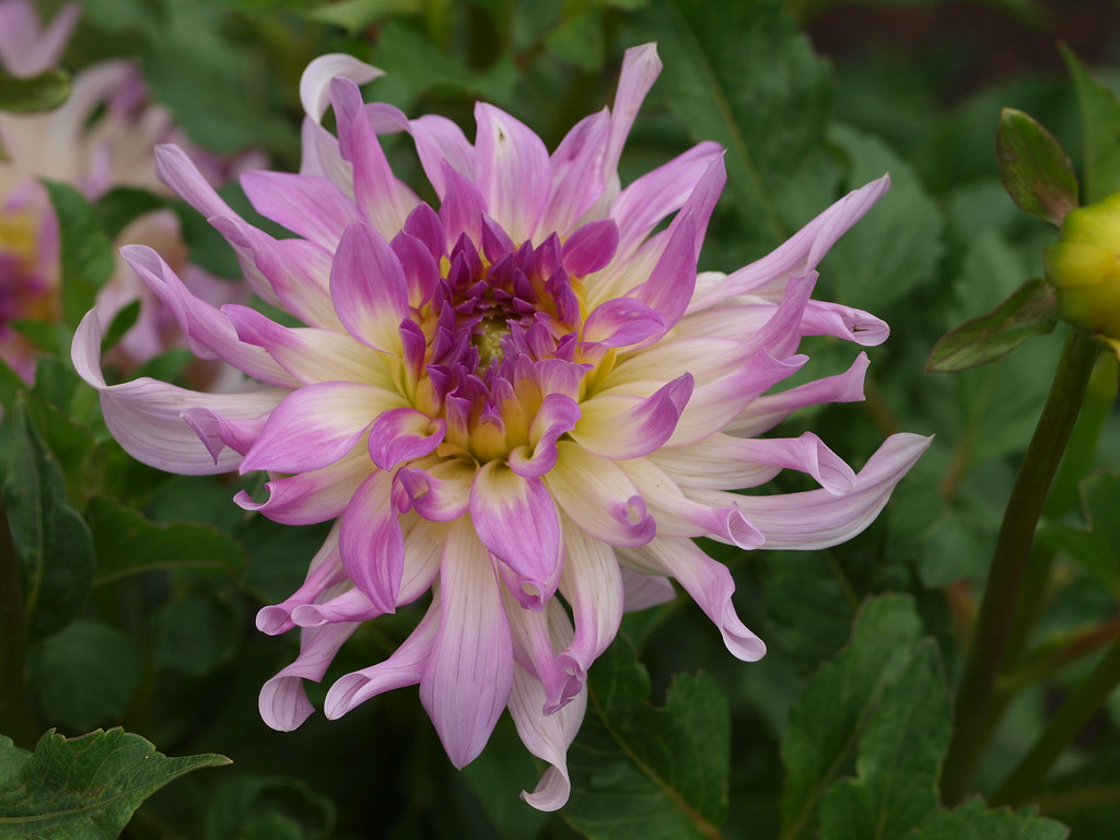 Bold Accent Dahlia