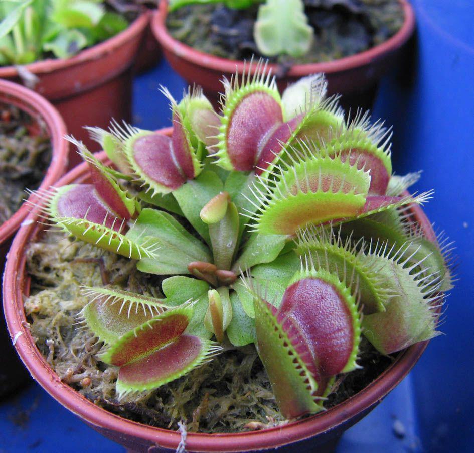 PROMOTION Plant Seeds Giant Clip Venus Flytrap Seeds