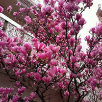 Magnolia Seeds Garden Light Fragrant Tree Seeds Ornamental Plant