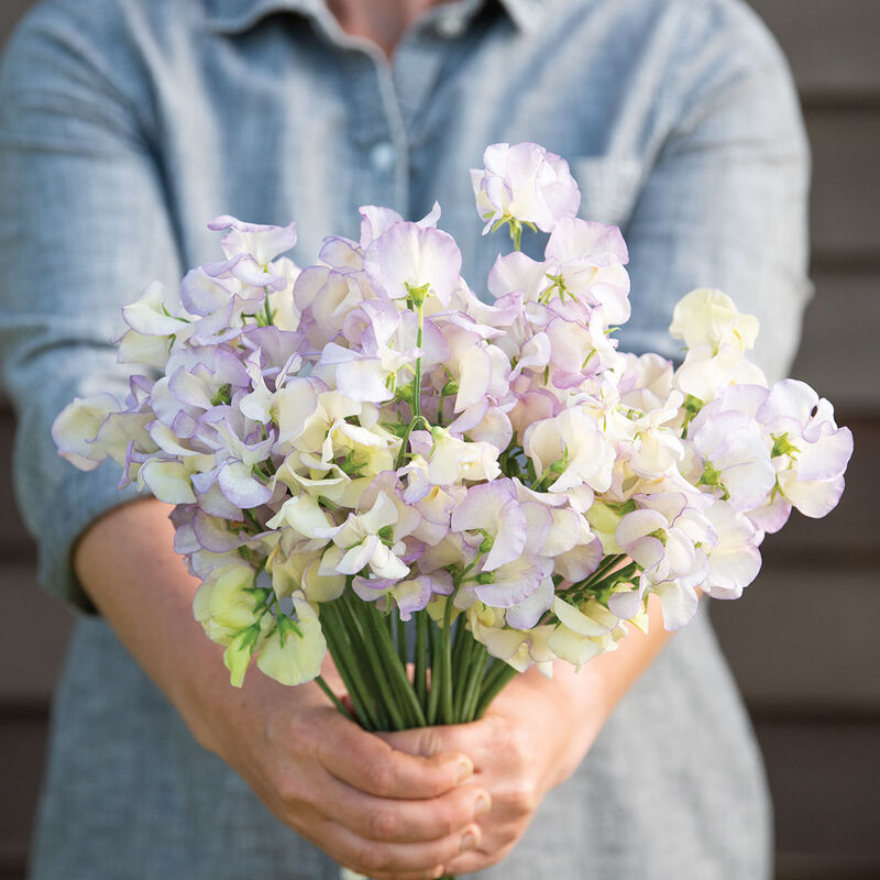 High Scent – Sweet Pea Seed