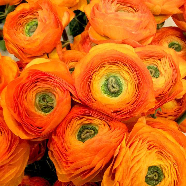 Ranunculus Orange Bulbs