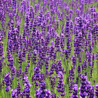 Lavender Flower Seeds