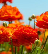 Ranunculus Orange Bulbs