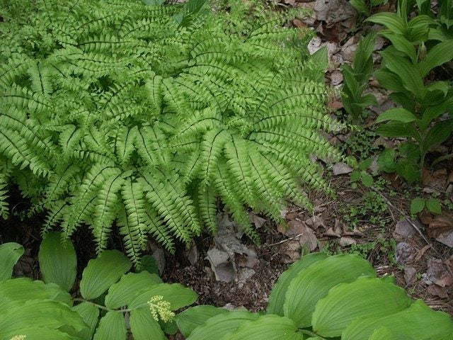 Maidenhair Hardy Fern