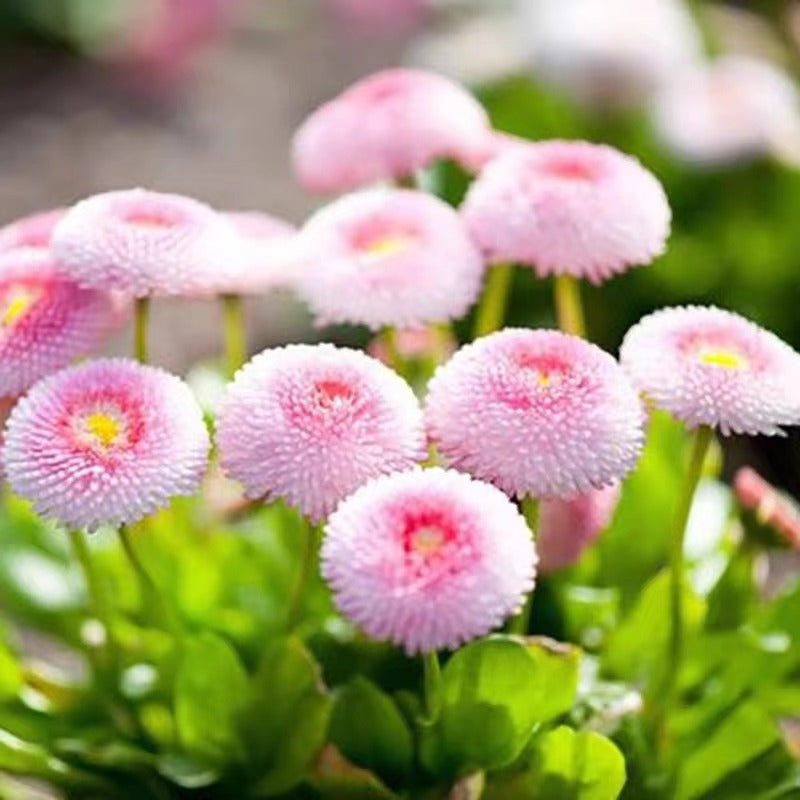 Strawberry Ice Cream Little Daisy Seeds Bonsai Plants Seeds