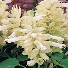 Salvia Salsa White Flower Seeds