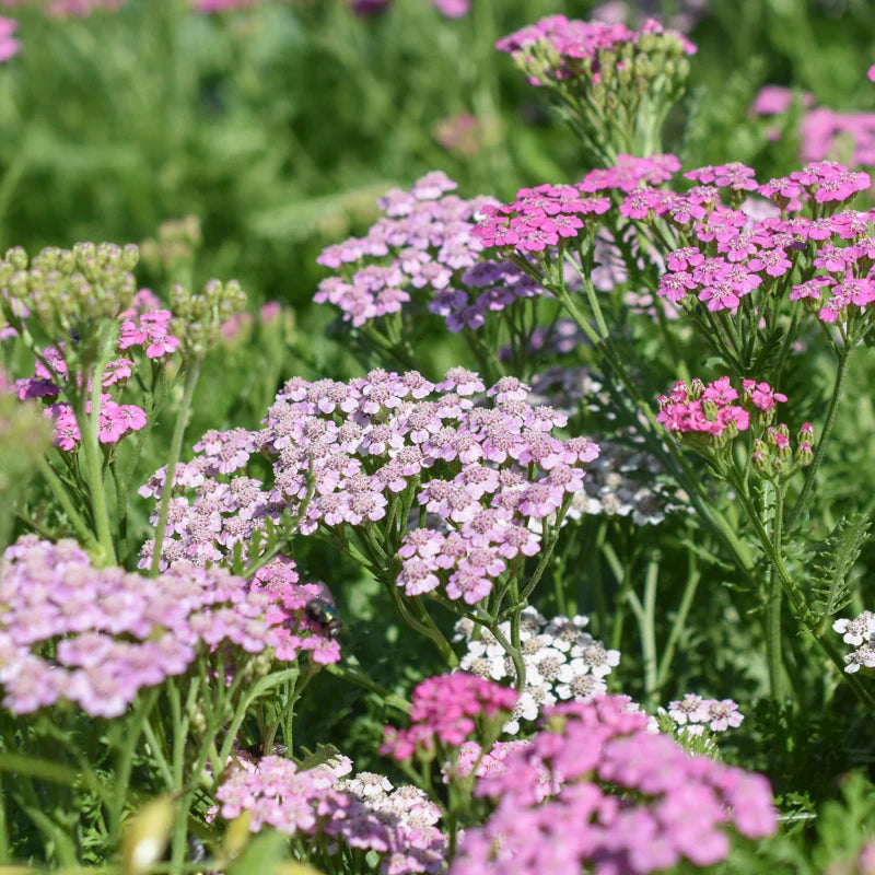 Summer? Pastels – Yarrow Seed