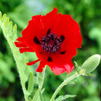 Beauty of Livermere Oriental Poppy