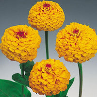 Oklahoma Golden Yellow – Zinnia Seed