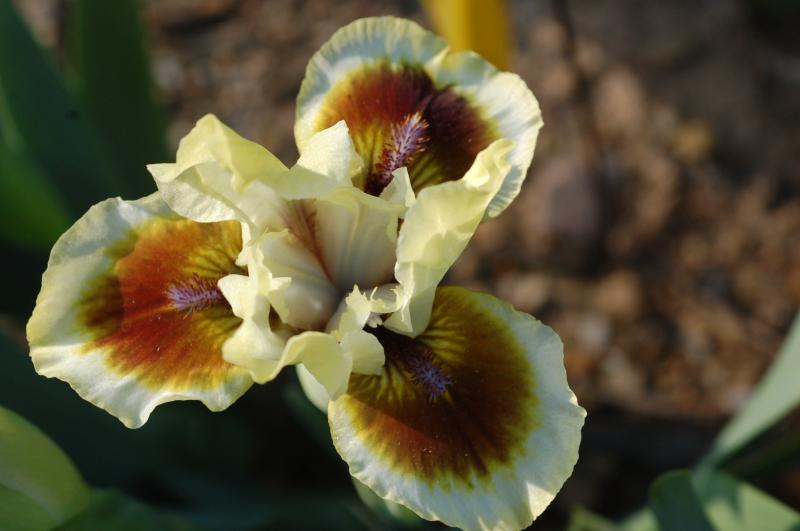 Bighorn Dwarf Bearded iris