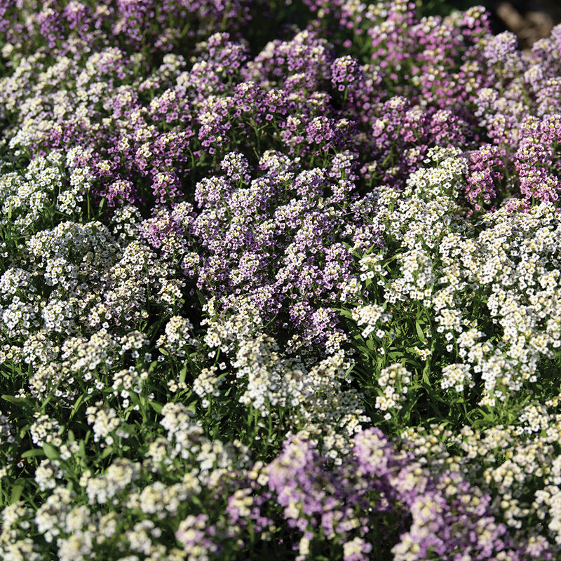 Wandering Mixture – Alyssum Seed