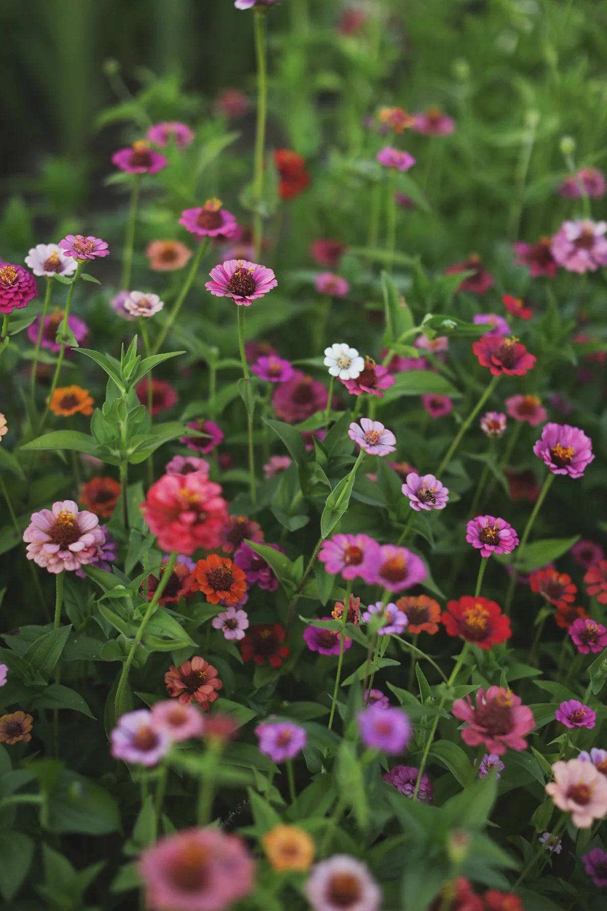 Zinnia Liliput Mixed Color Flower Seeds