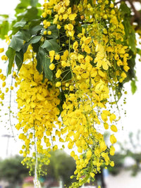 Cassia Fistula Seeds