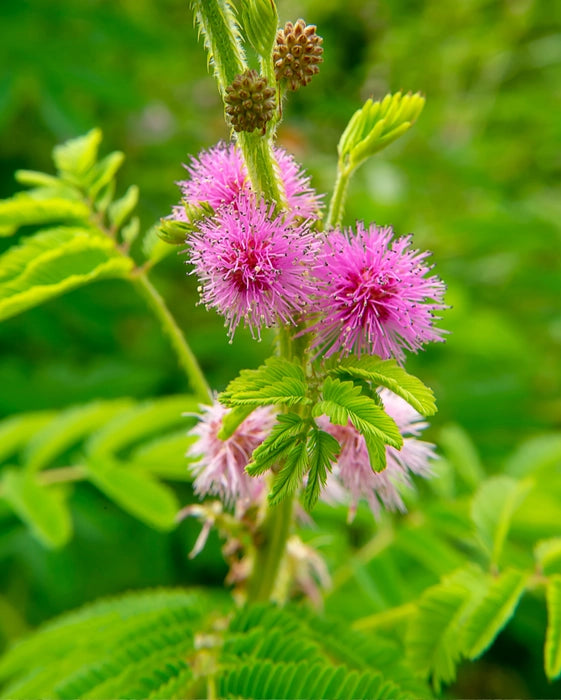 Mimosa Touch Me Not Flower Seeds