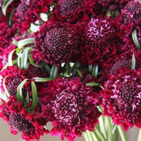 Merlot Red – Scabiosa Seed