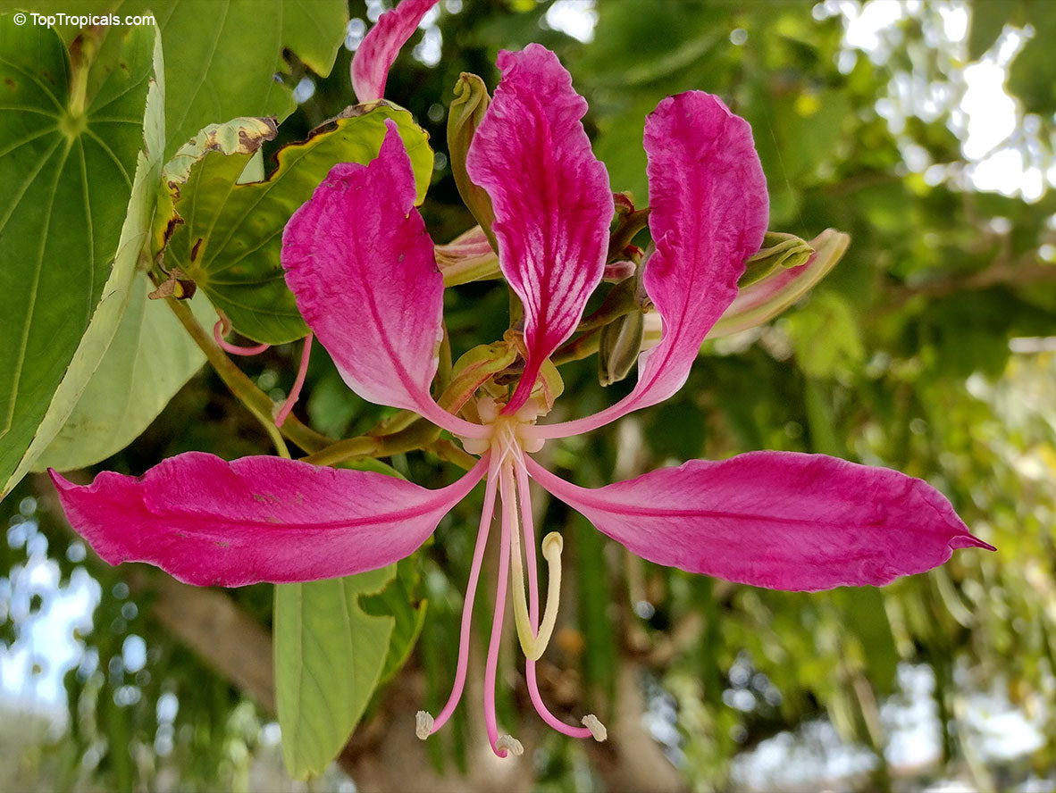 Bauhinia Purpurea Seeds