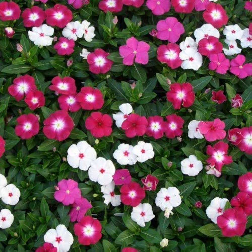 Vinca Mixed Color Periwinkle Desi Flower Seeds