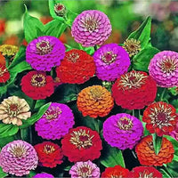 Set of 10 Attractive Zinnia Flower Seeds