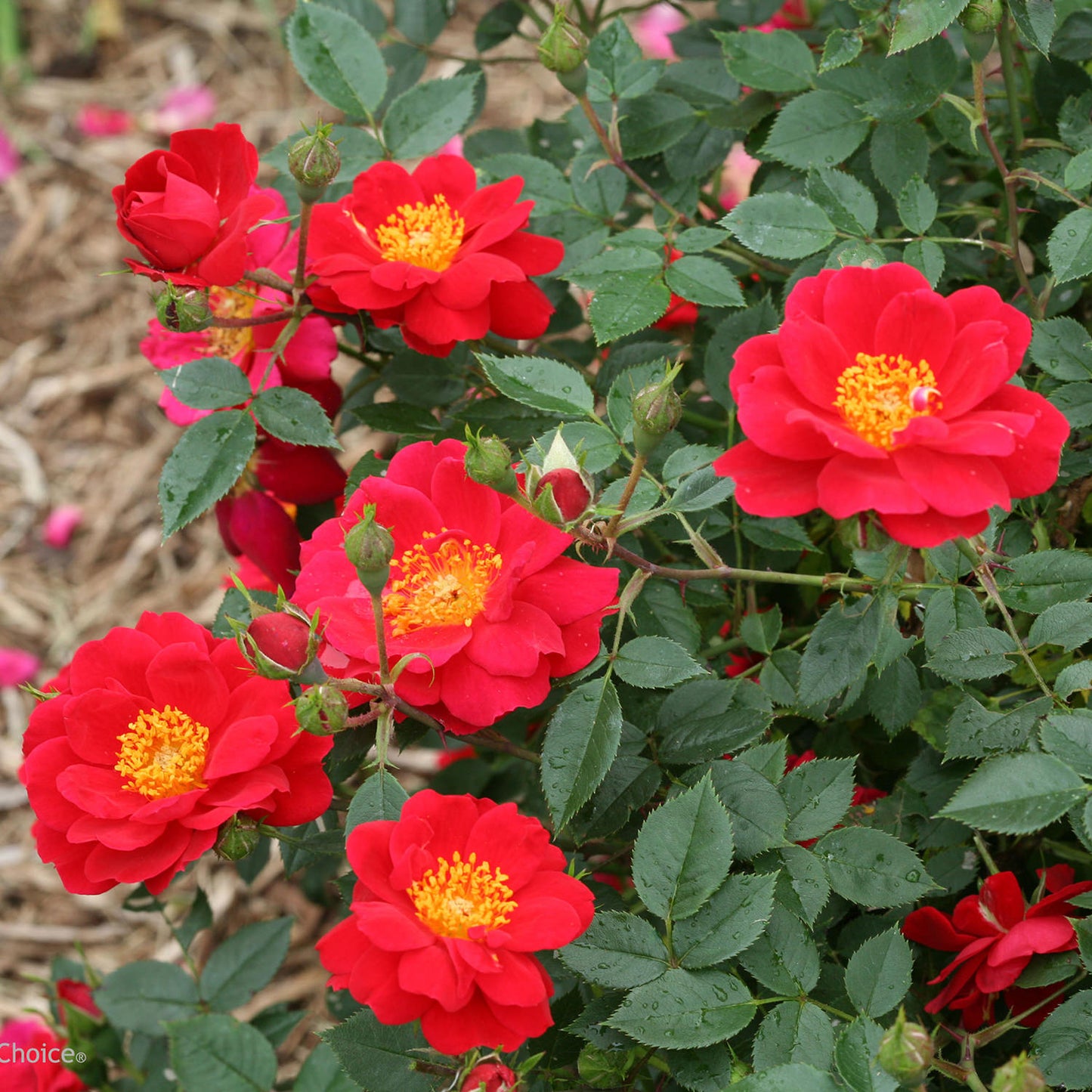 Top Gun Shrub Rose