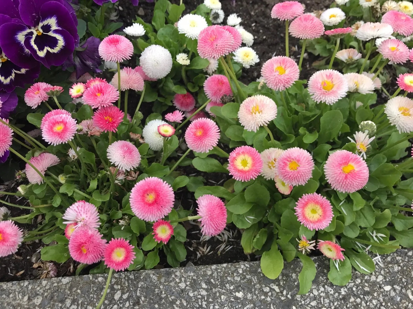 Bellis Perennis Daisy Mixed Color Flower Seeds