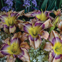 Handwriting on the Wall Reblooming Daylily