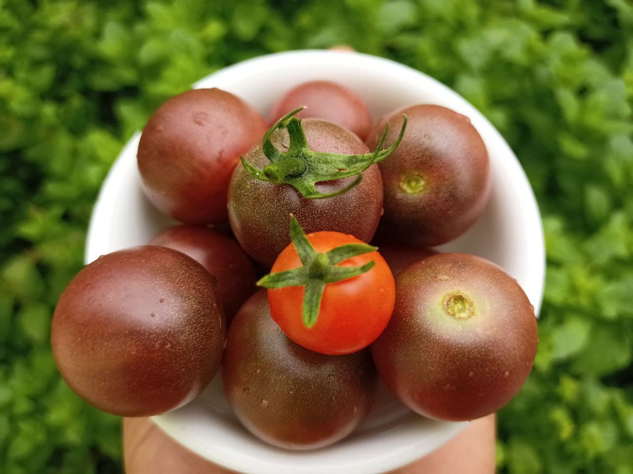 Black Cherry – Organic Tomato Seed