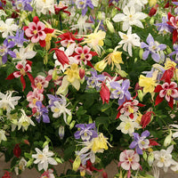 McKana Giants Mix – Columbine Seed