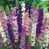 Johnny’s Sublime Mix – Larkspur Seed