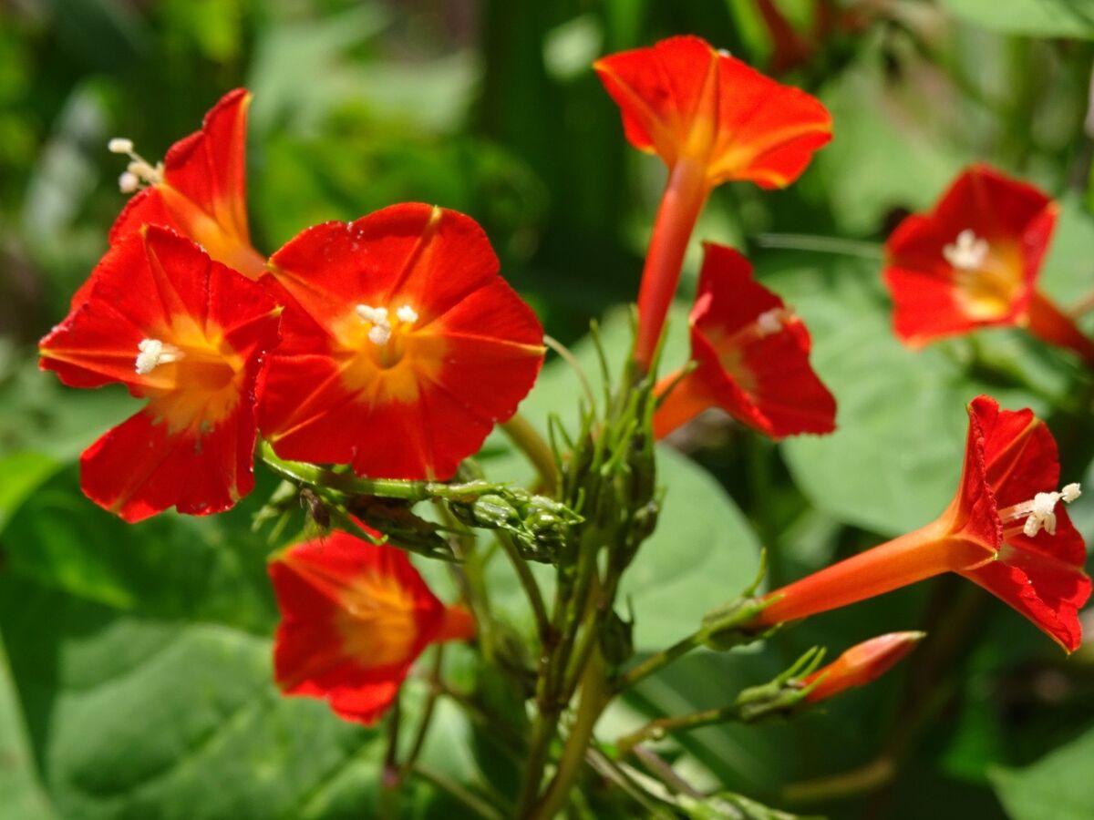 Ipomoea Morning Glory Flower Seeds